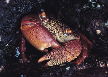 Wind farm is oasis for fish and fauna