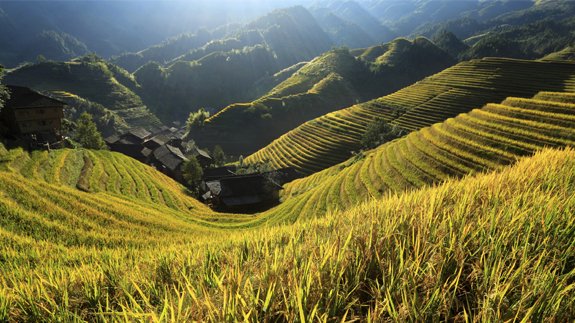 Leaked UN report fears food crisis from climate change