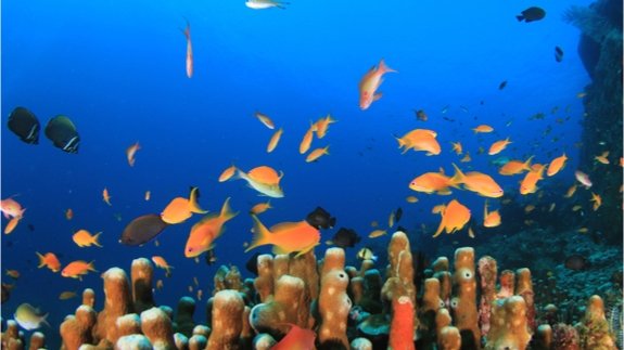 Total’s plans to drill Amazon Reef rejected