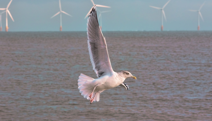 Energy industry braces for UK’s Green Day – Will it be a game changer or a flop?