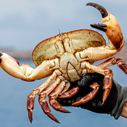 Crabs, lobsters and monkfish – ‘fish to avoid!’