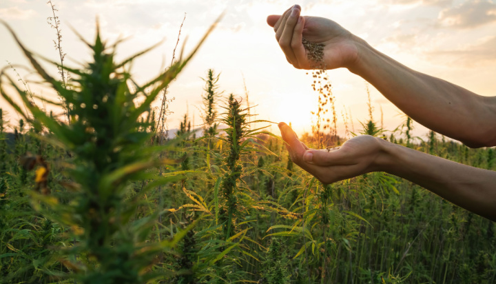 UK professors say hemp can make Scotland’s agricultural sector carbon-neutral