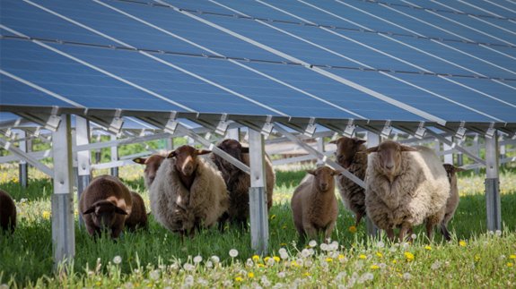 Solar farms to create natural habitats to protect wildlife