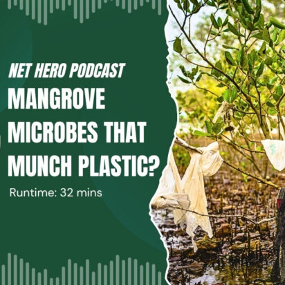 Net Hero Podcast – Mangrove microbes that munch plastic?