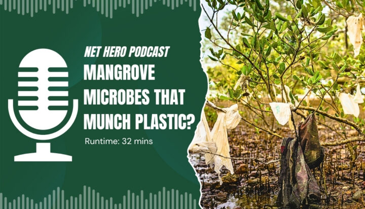 Net Hero Podcast – Mangrove microbes that munch plastic?